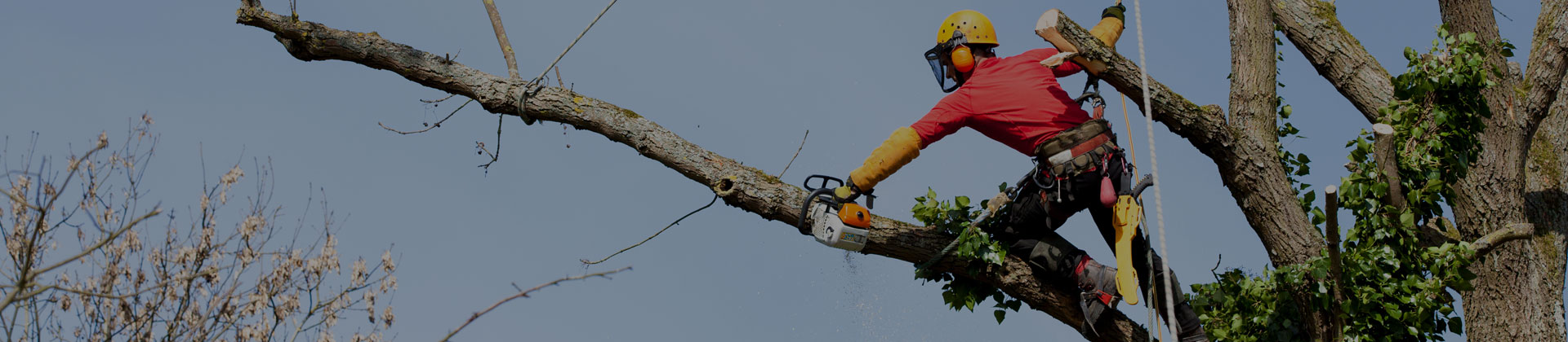 Ağaç Kesme ve Bakımı